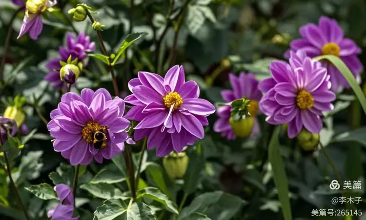 陶醉在金珠花海